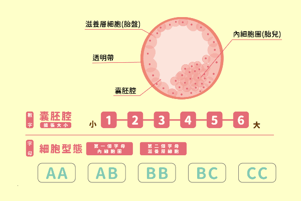 囊胚评分的字母和数字代表什么?